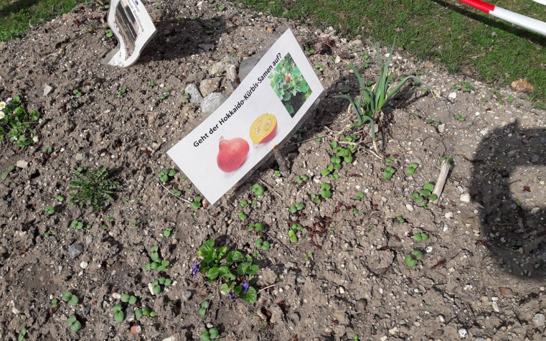 Aus einer kleinen Idee wird ein Bienen-Projekt