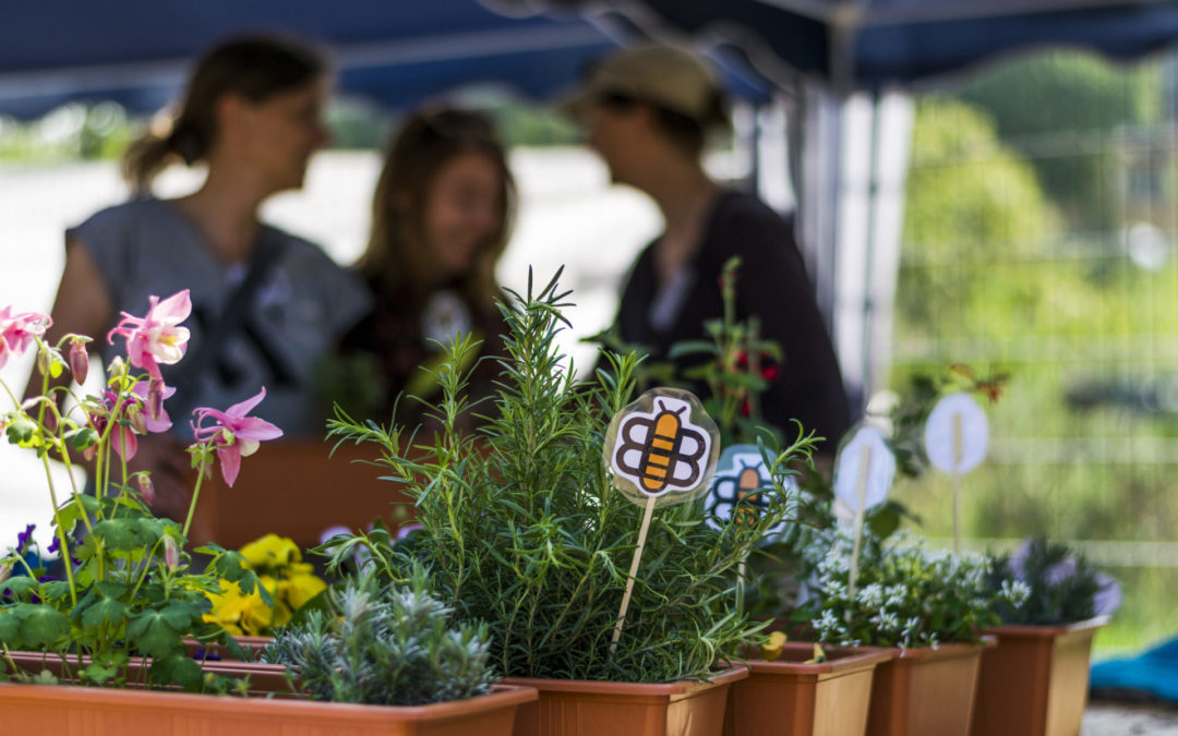 Bienenkübel Pflanzaktion