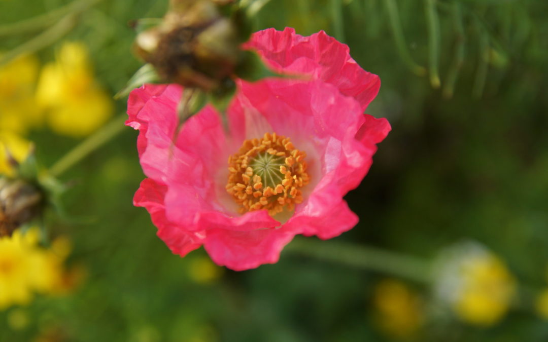 Naturnaher Kleingarten