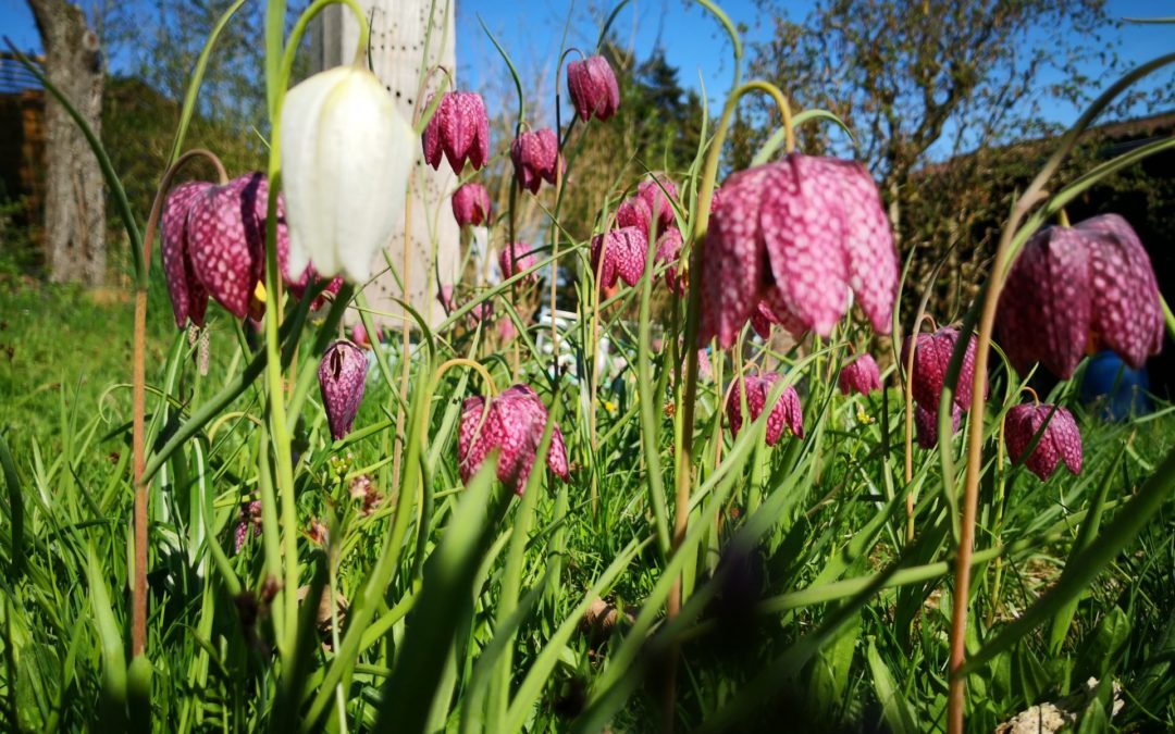 Schachbrettblumen Fritillaria meleagris