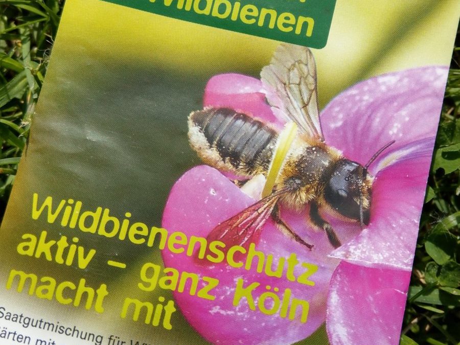 Ein Wildbienenparadies entsteht… Der “Monte Hoehenhuus”