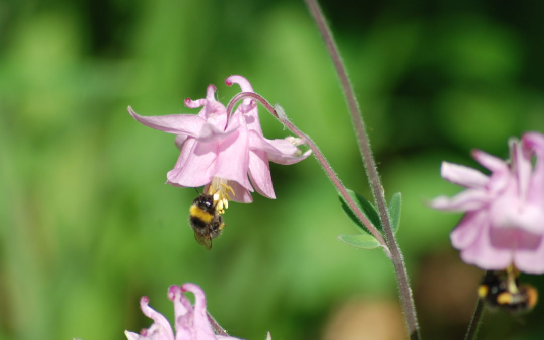 Ein Kleingarten für viele Wildbienenarten, Teil 1