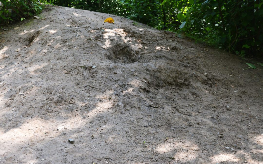 Brachflächen auf unserem Kitagelände begrünen