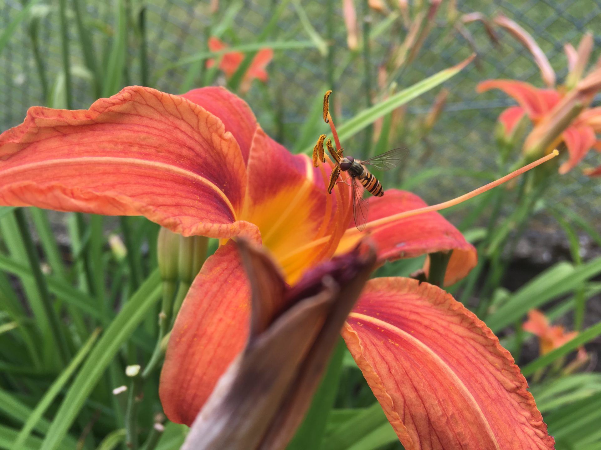Die Kita Uphof wird Bienen- und Schmetterlingsfreundlich.        Eine Bienen- und Schmetterlingsweide entsteht.