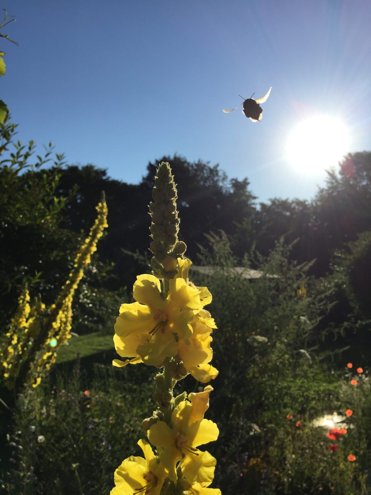 Bienenpflanzen und Insektenhotel (Kost und Logis)