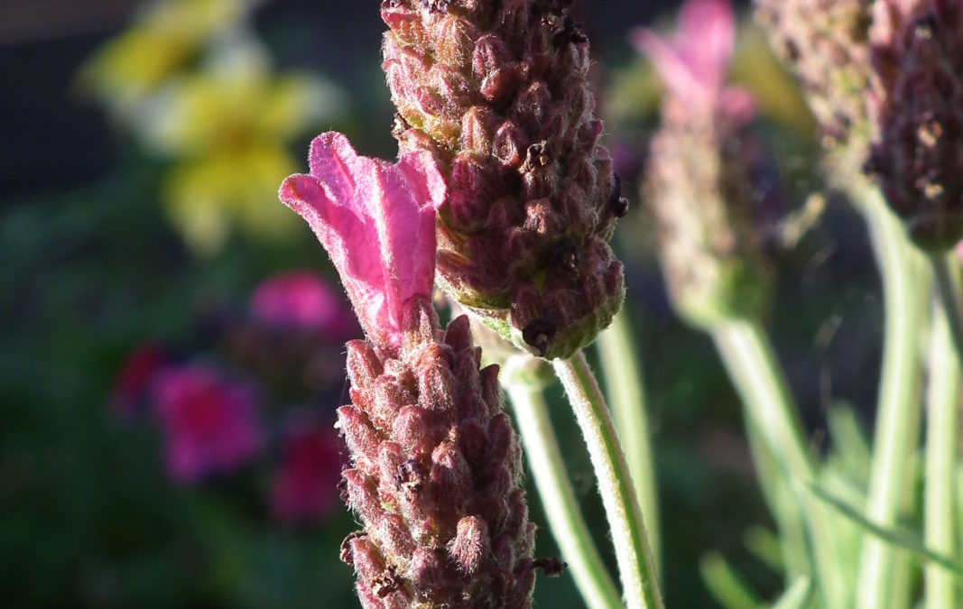 Unser Bienenparadies…
