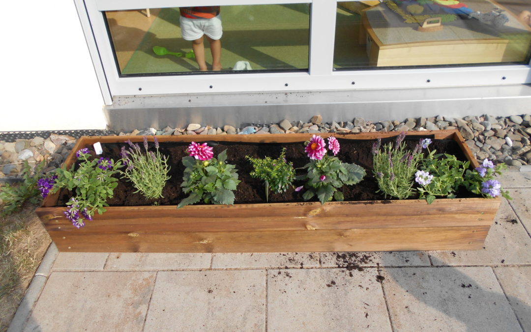 Bienenfreundliche Blumen pflanzen