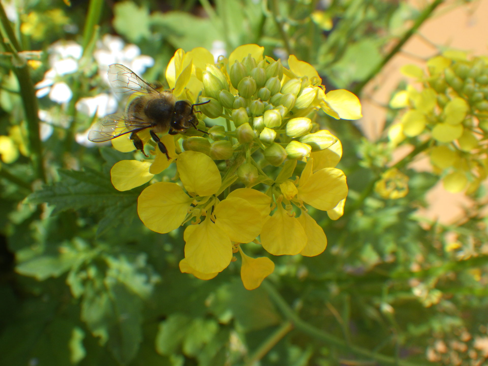 Bienen  im Kitagarten