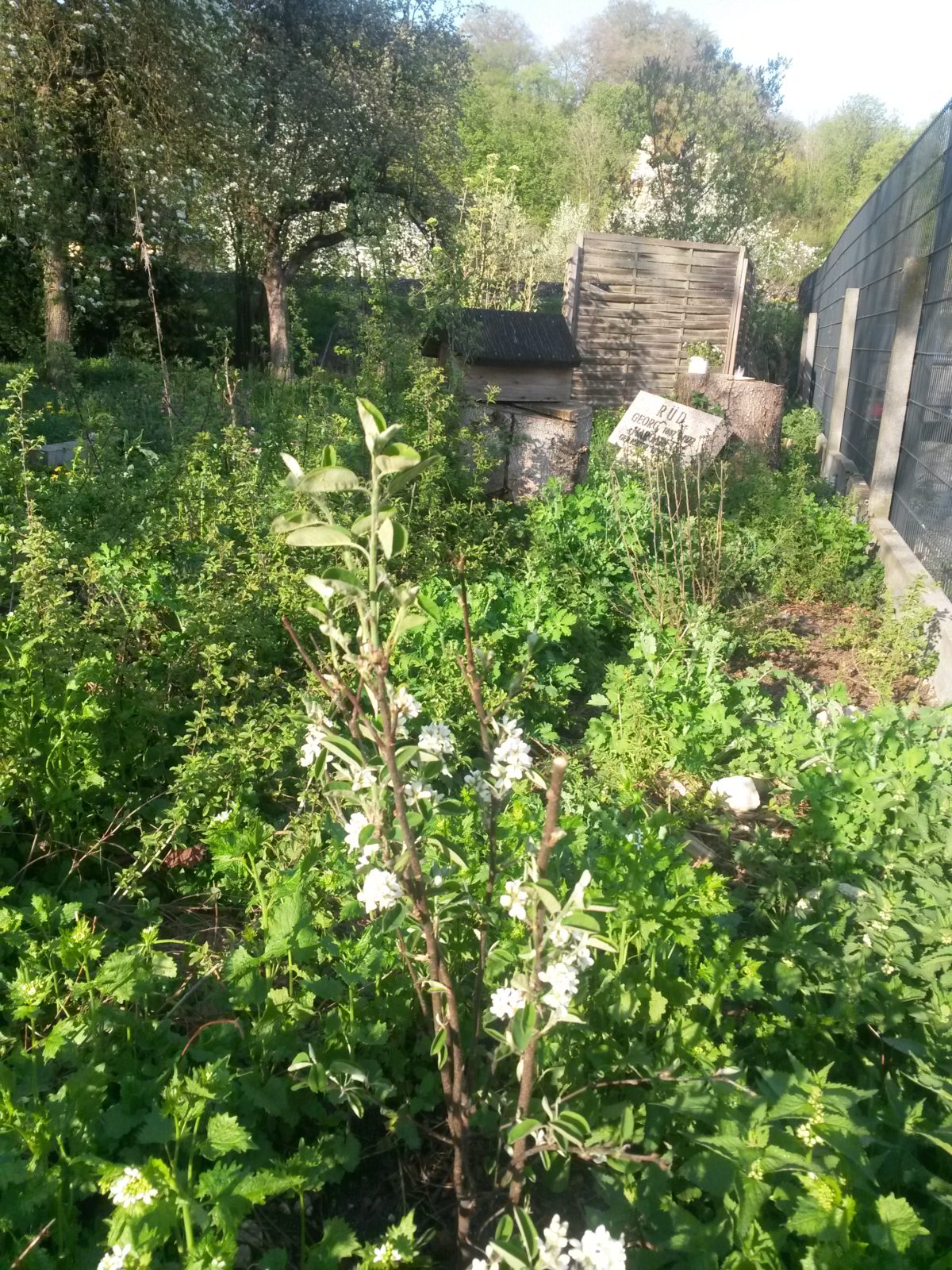 Eine Insektenhecke als Geburtstagswunsch