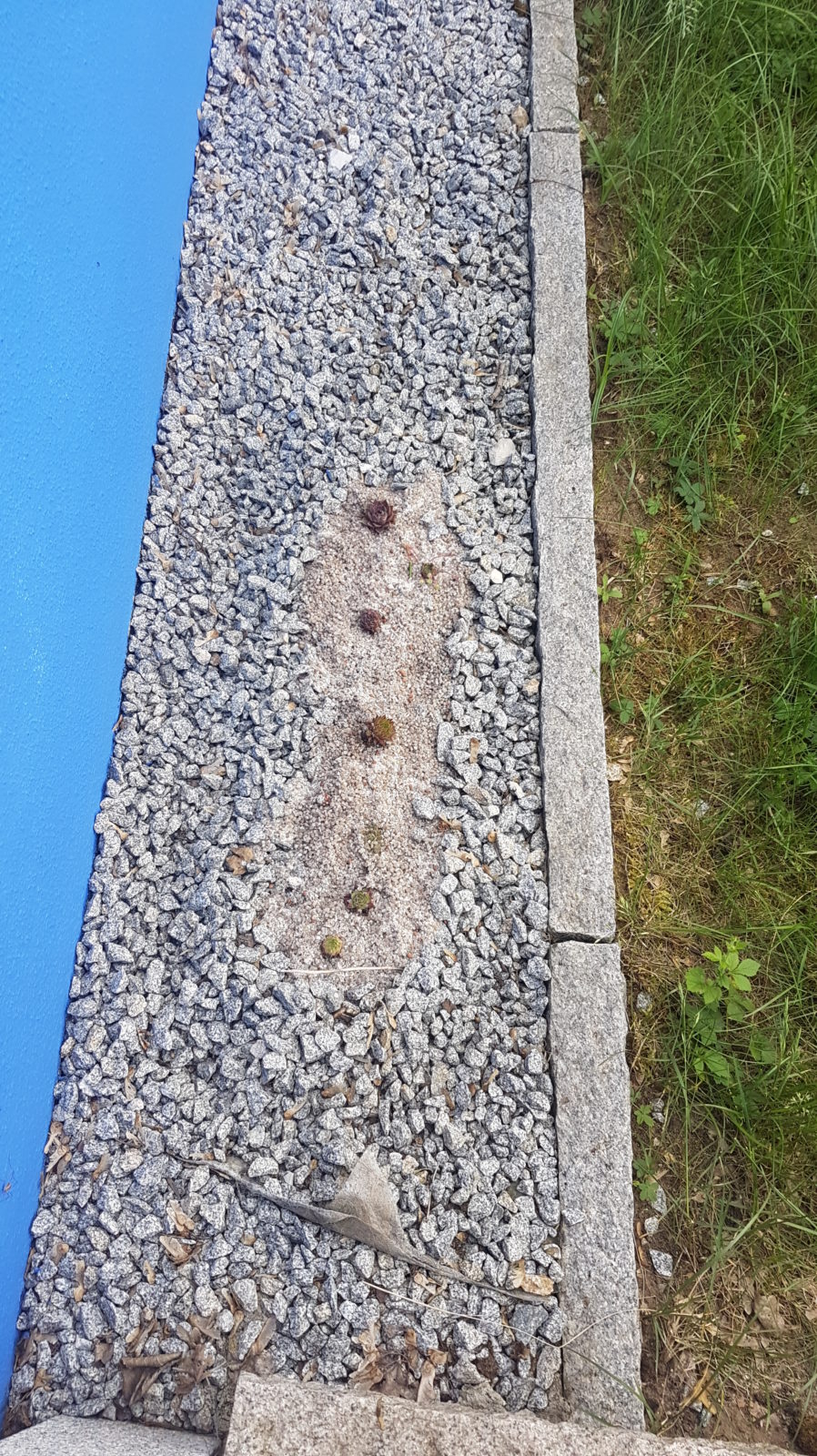 Sempervivum in der Drainage