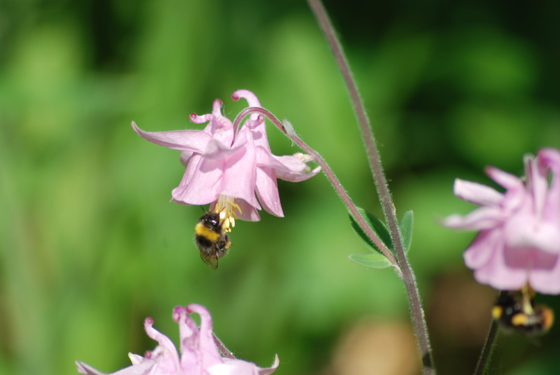 Fortsetzung Teil 3, unsere Wildbienengäste
