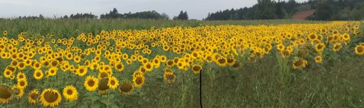 Blühflächenaktion der Gemeinde:  “ Zandt – die blühende Gemeinde“ wird von Gartenbesitzern, Landwirten, Imkern, Jägern, Firmen und Privatpersonen unterstützt