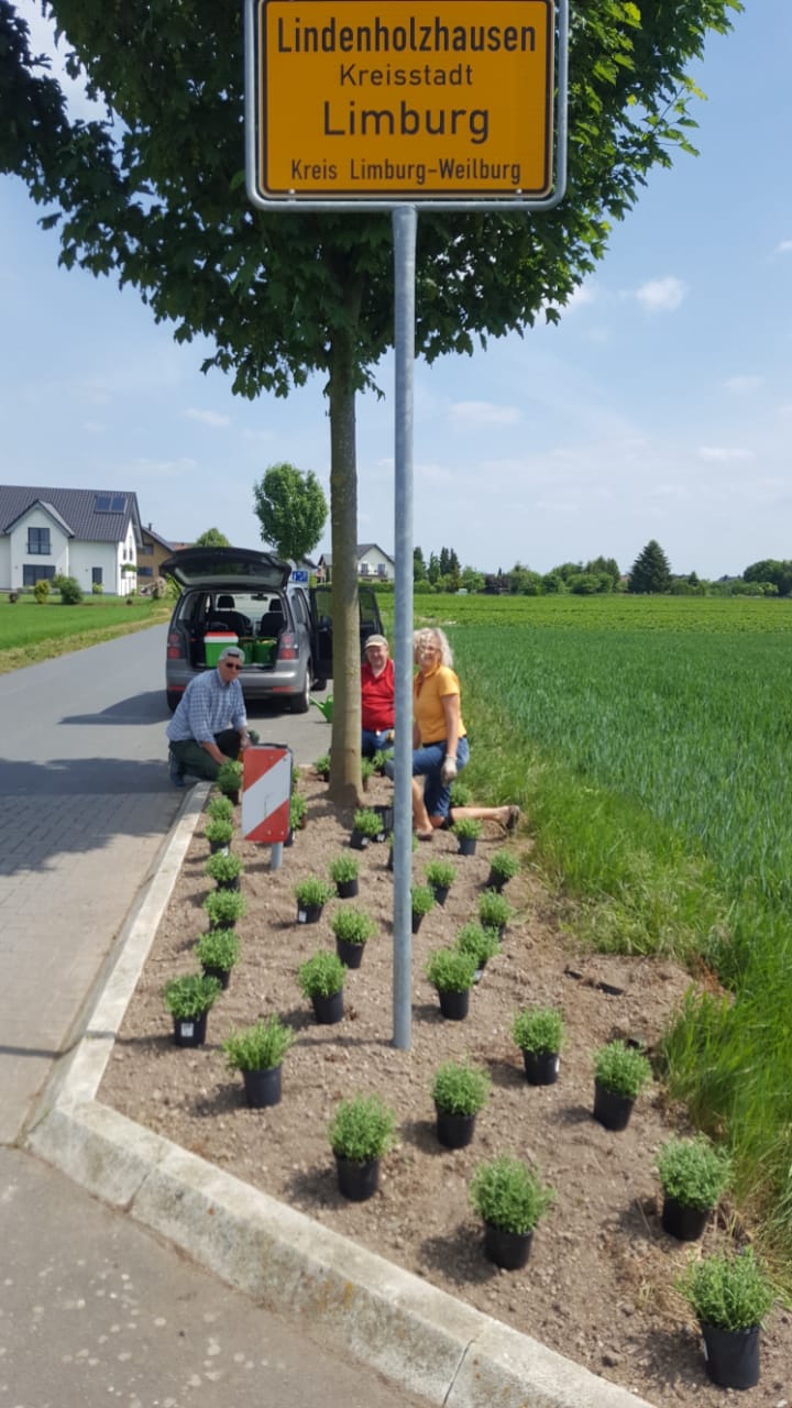 Lavendelbeete statt Unkraut in Lindenholzhausen