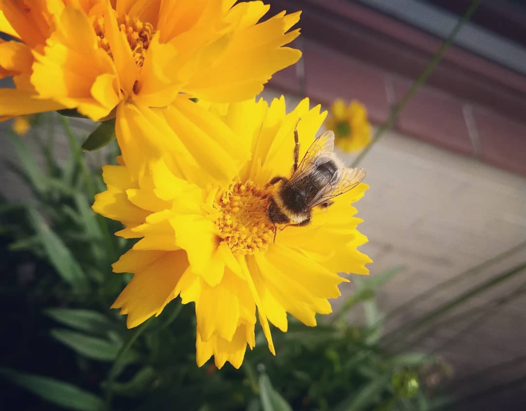 Ein Wildbienenparadies