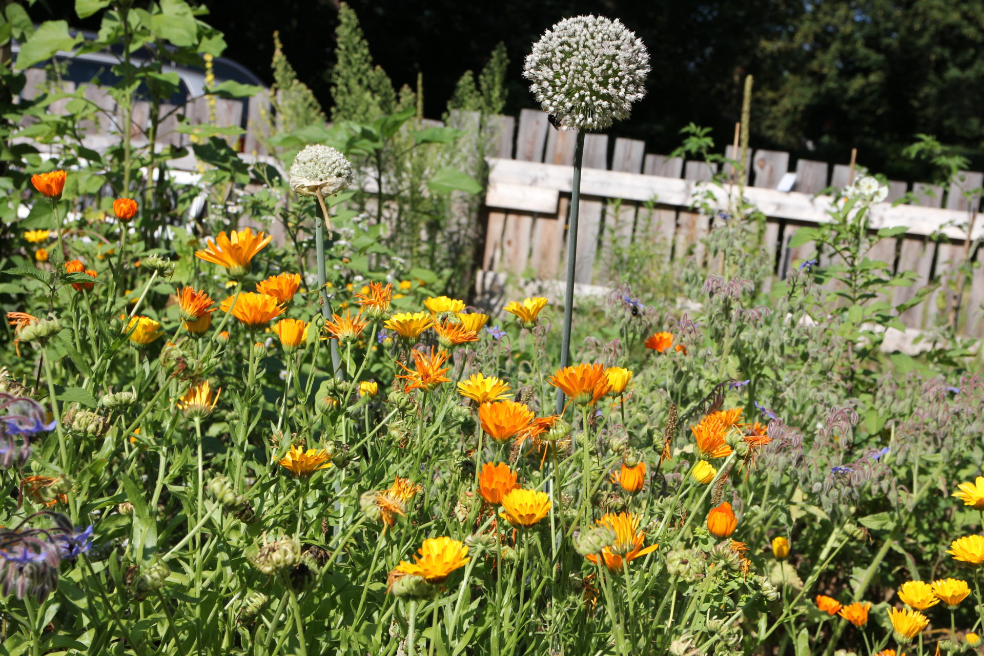 Bienenparadies im Pflanzlgarten