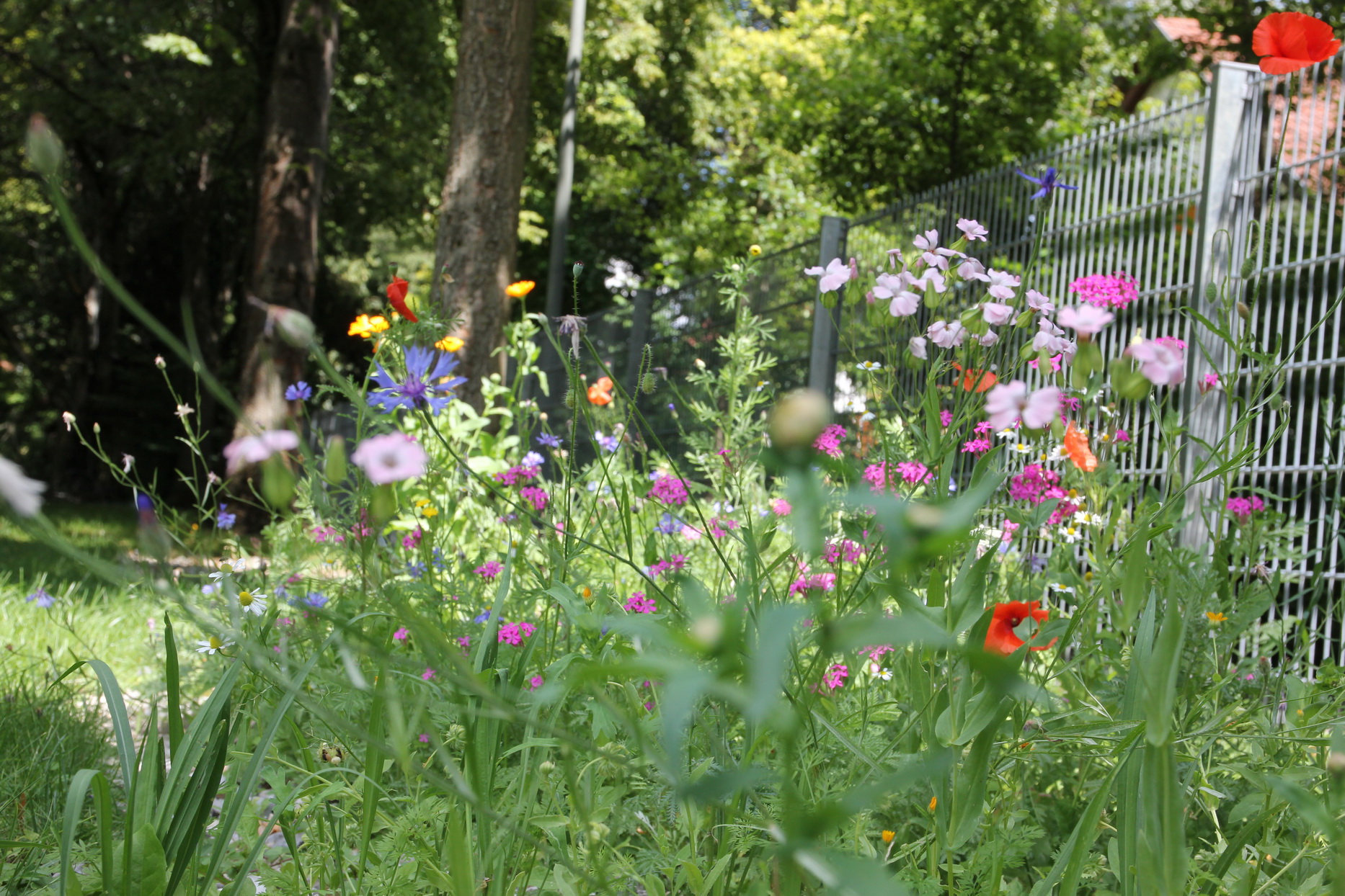 Neue Blühstreifen für Bienen und Hummeln