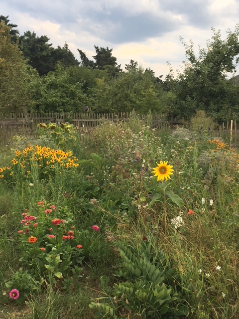 Gemeinsames Projekt der Bienen AG & Gartenbau Freie Waldorfschule Wetterau