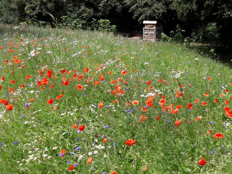 Neuer Raum für Biodiversität