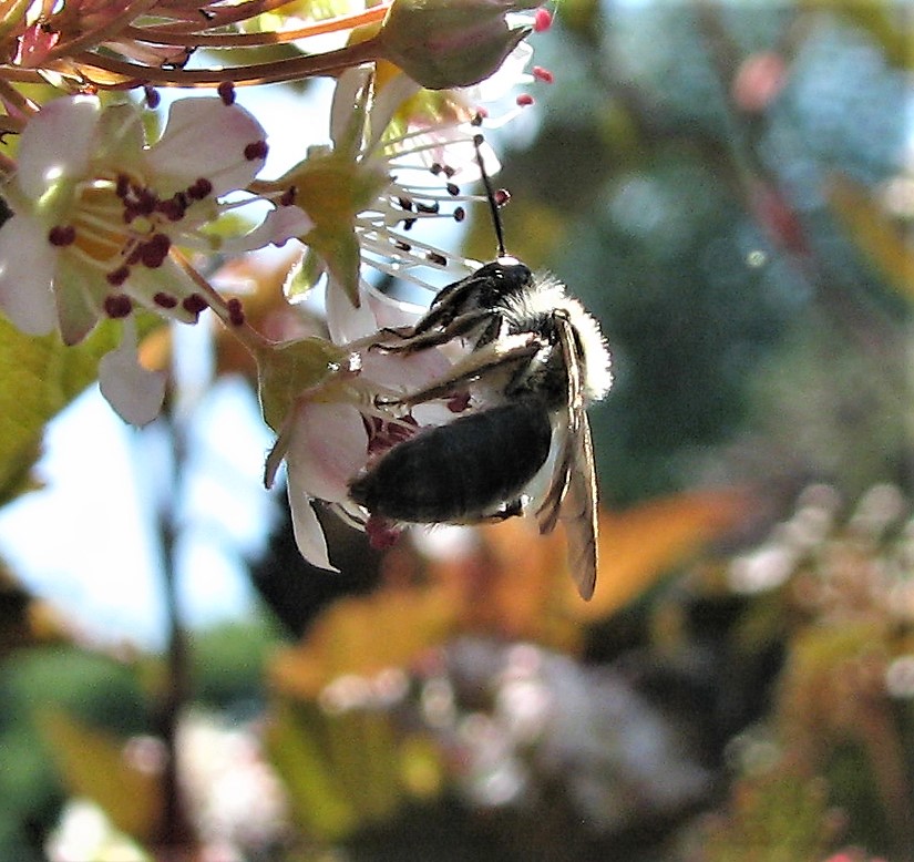 EIN GARTEN WIRD WILD…