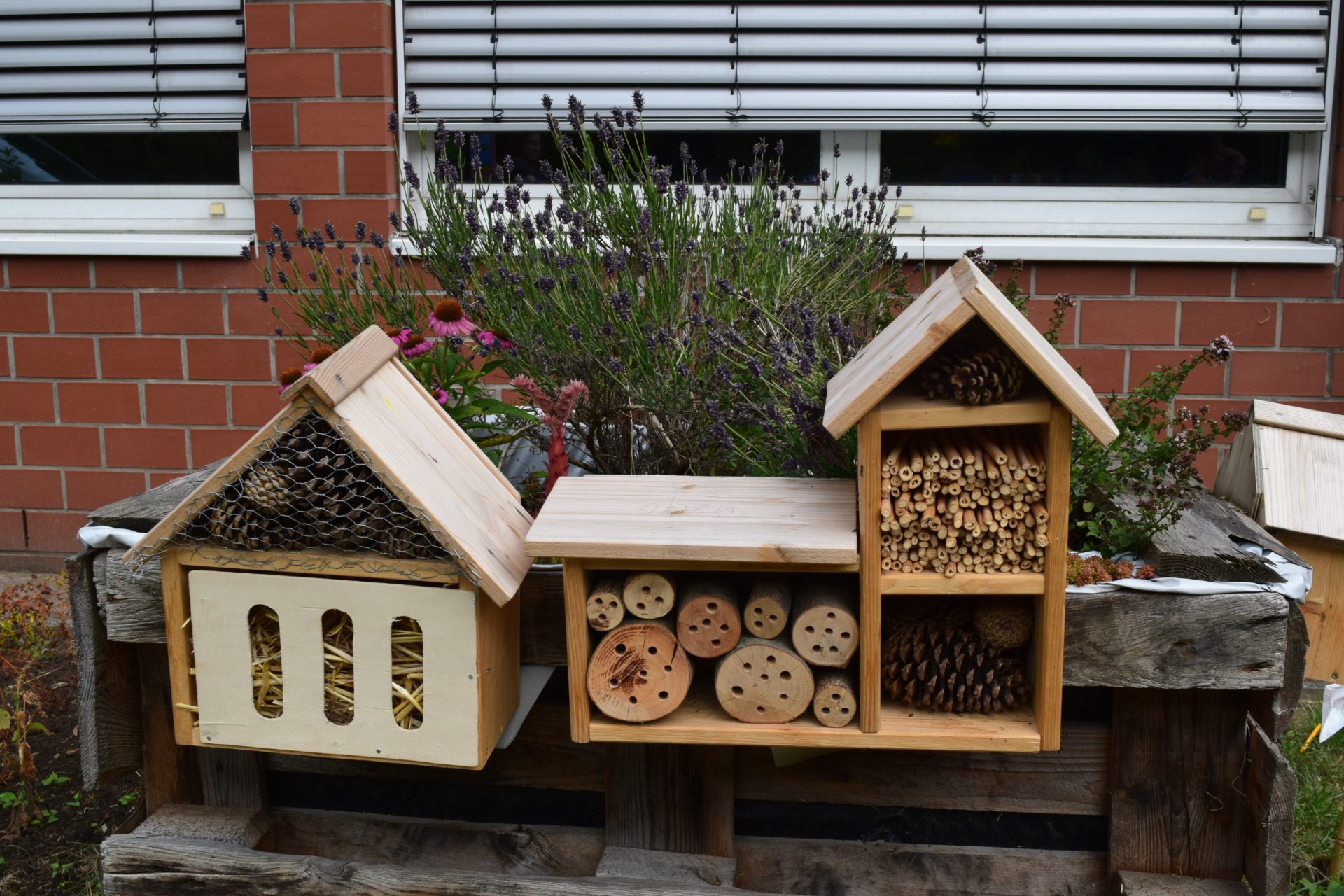 Siedlung für Insekten