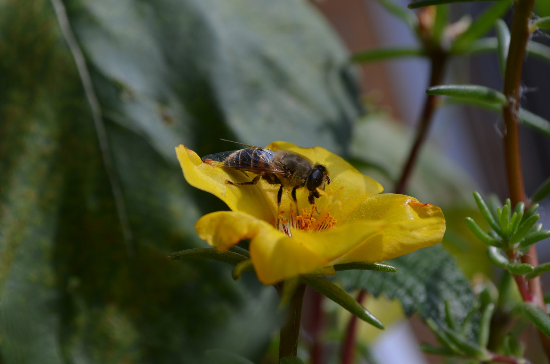 Hortus graniti vivi