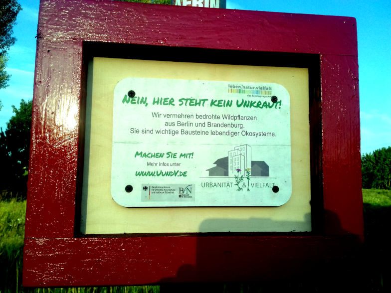 Seltene Wildpflanzen auf öffentlicher Grünfläche
