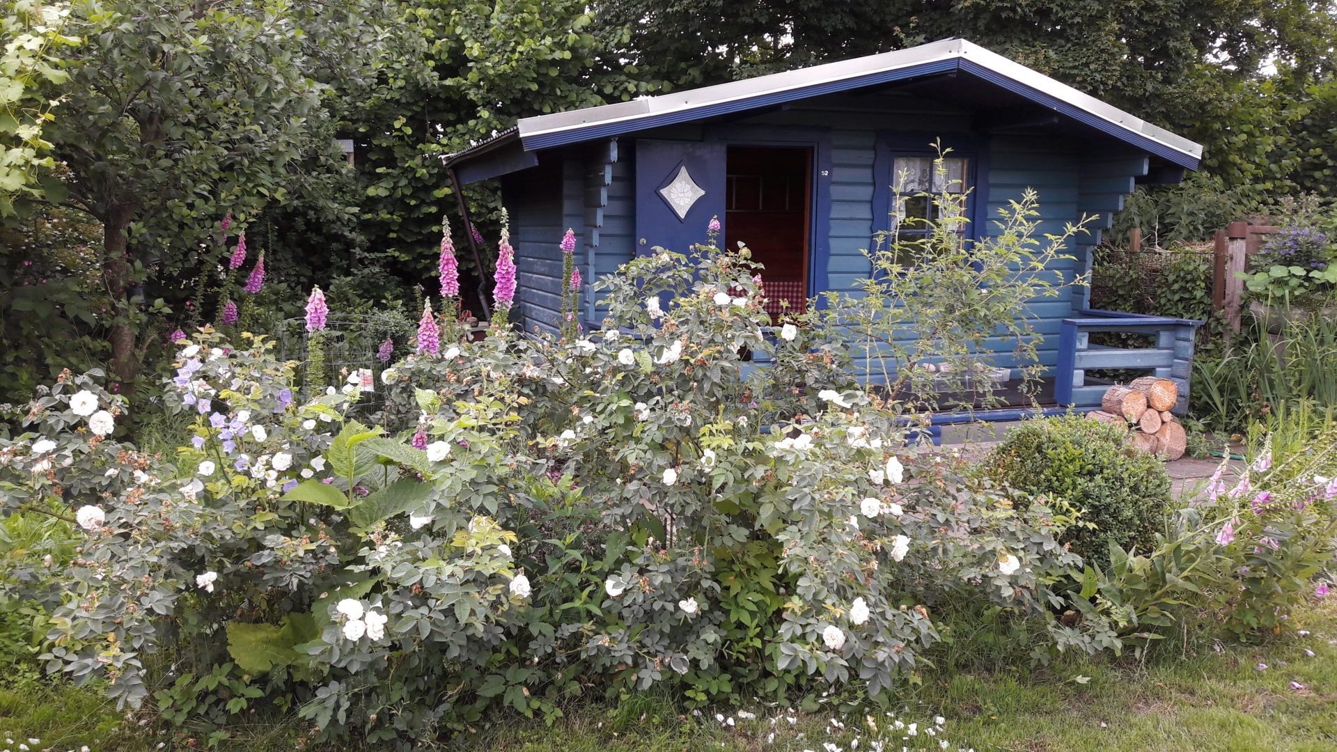 Insektenparadies im Kleingarten
