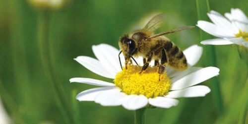 Ein Bienenparadis entsteht