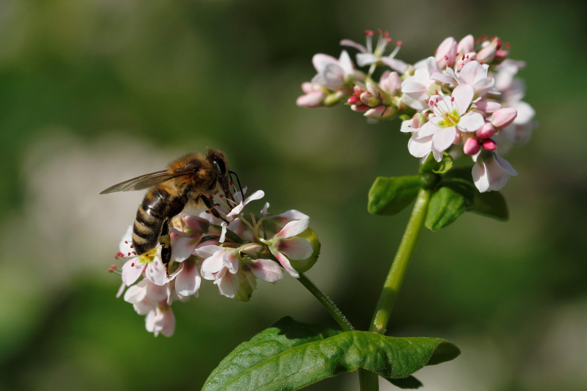 Der Monokultur entgegen wirken