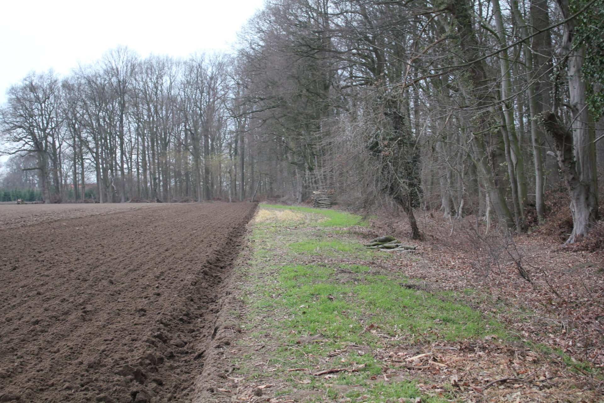 Blühstreifen am Wald