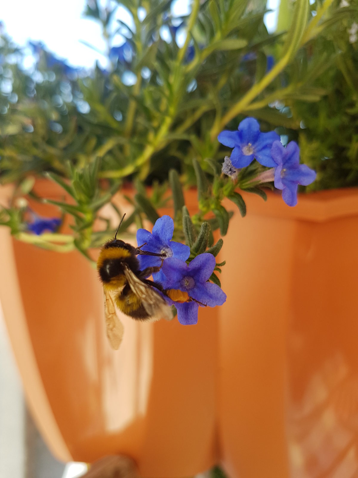 Erfurts blühende Stadtbalkone