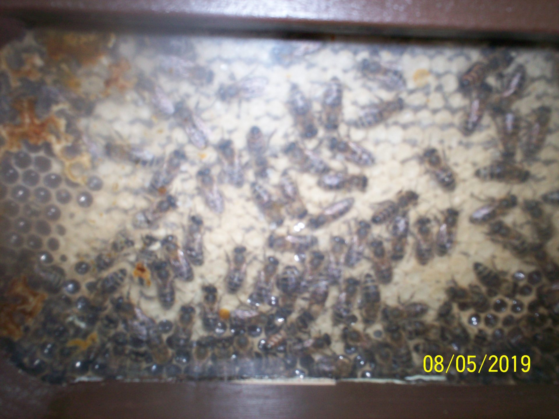 Die Bienen aus nächster Nähe
