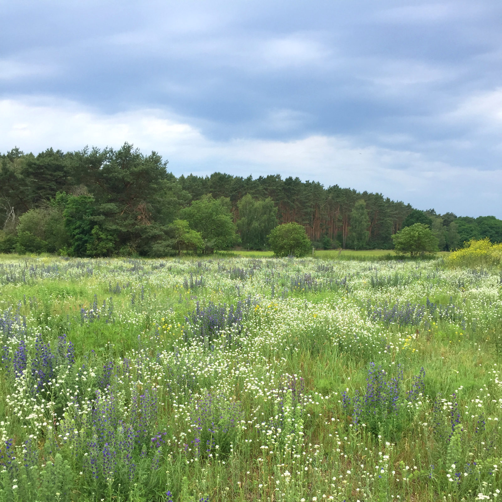 Anlegen und Pflegen von langlebigen Bienenweiden