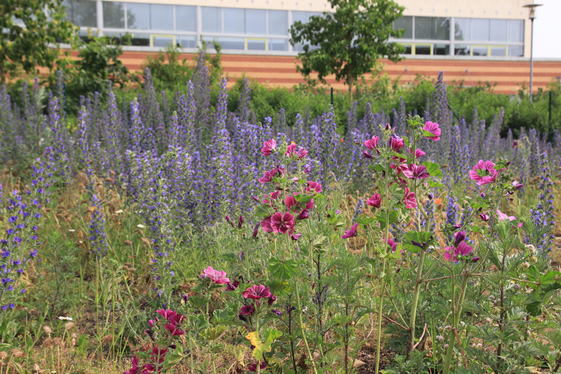 Interkultureller Garten für Menschen und Bienen