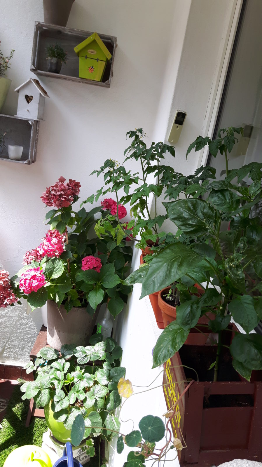 Südbalkon in der Dortmunder Innenstadt