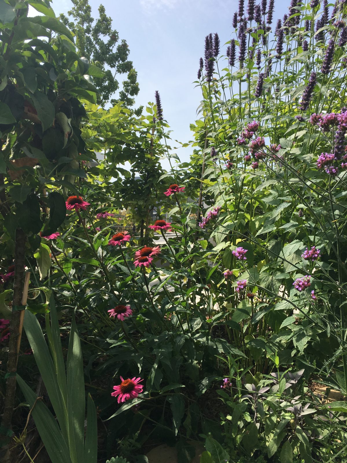 Kleine Hummel und Bienen-Insel in der Stadt