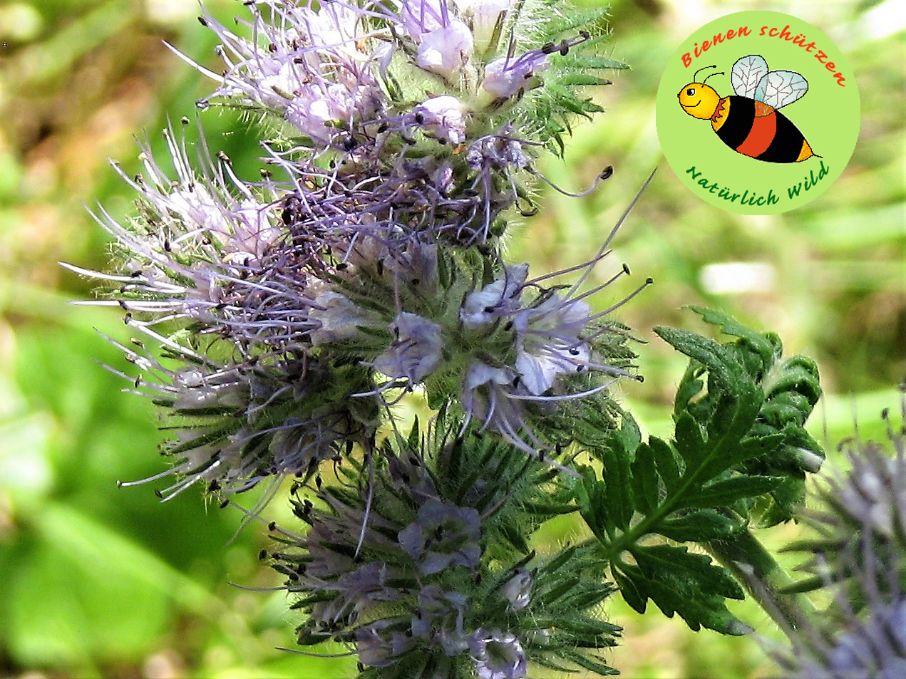 BIENEN SCHÜTZEN – NATÜRLICH WILD