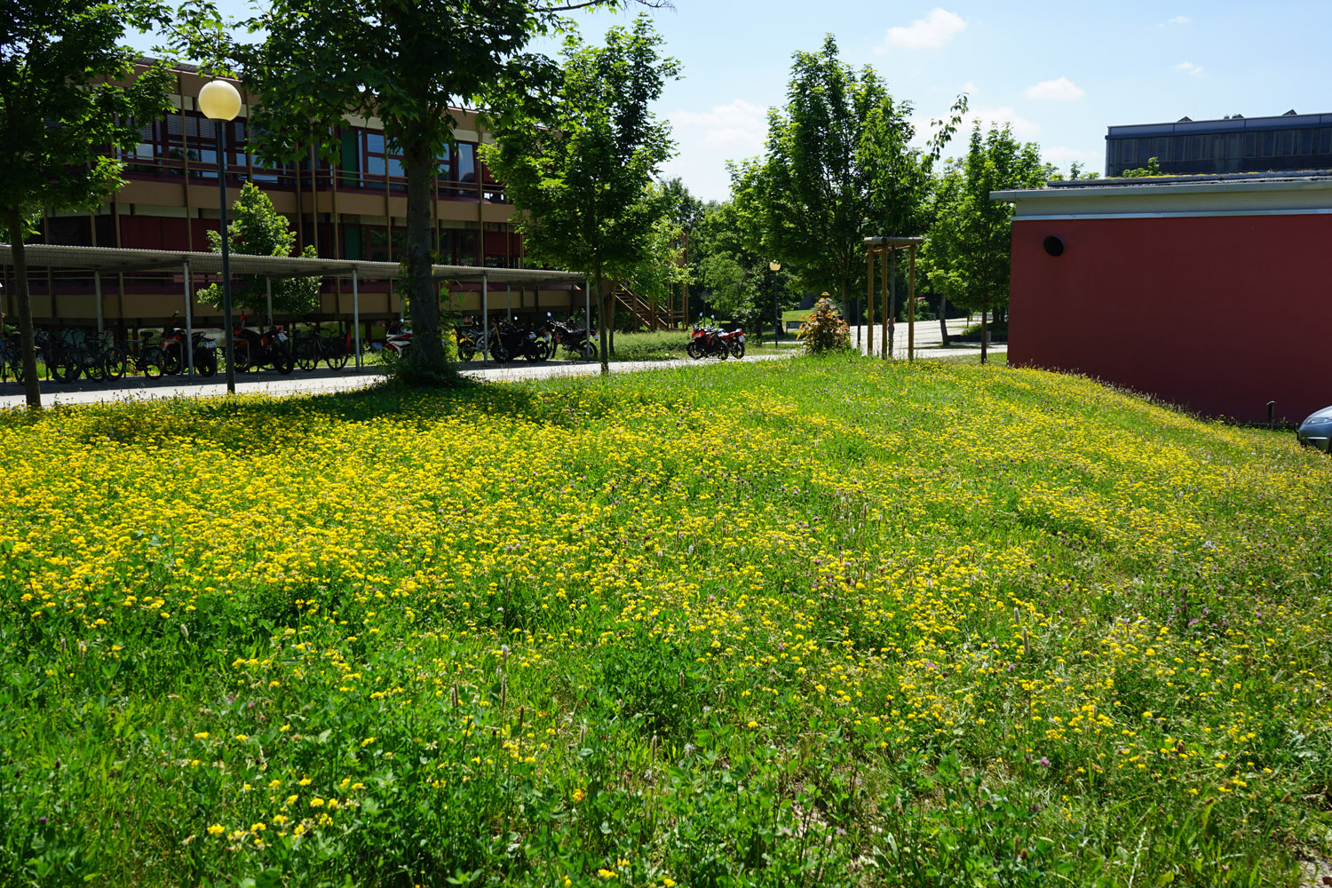 Der Tisch ist gedeckt für Bienen und Co; an der Justus-von-Liebig-Schule Aalen