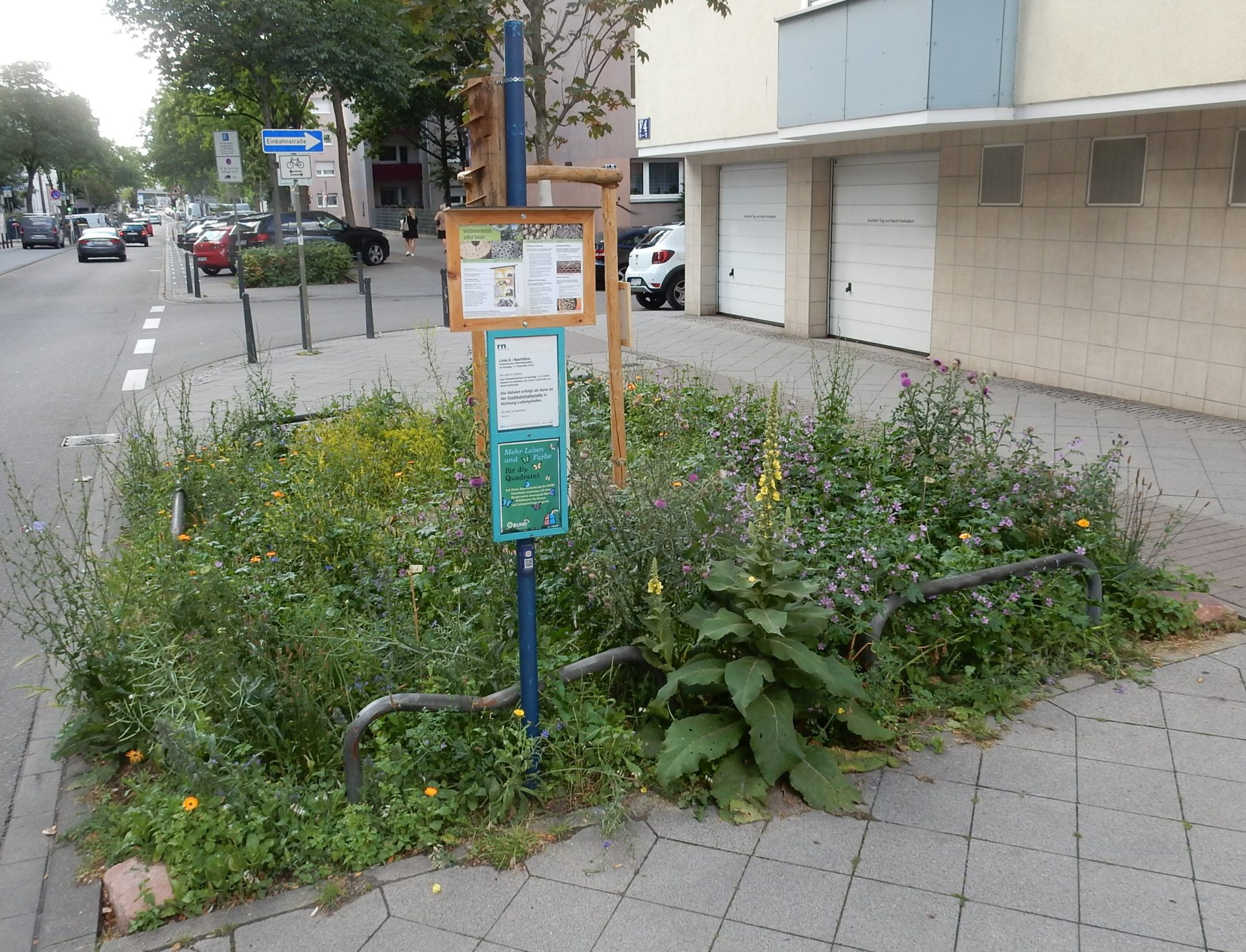 Baumscheibenbepflanzung Mannheim F4,18