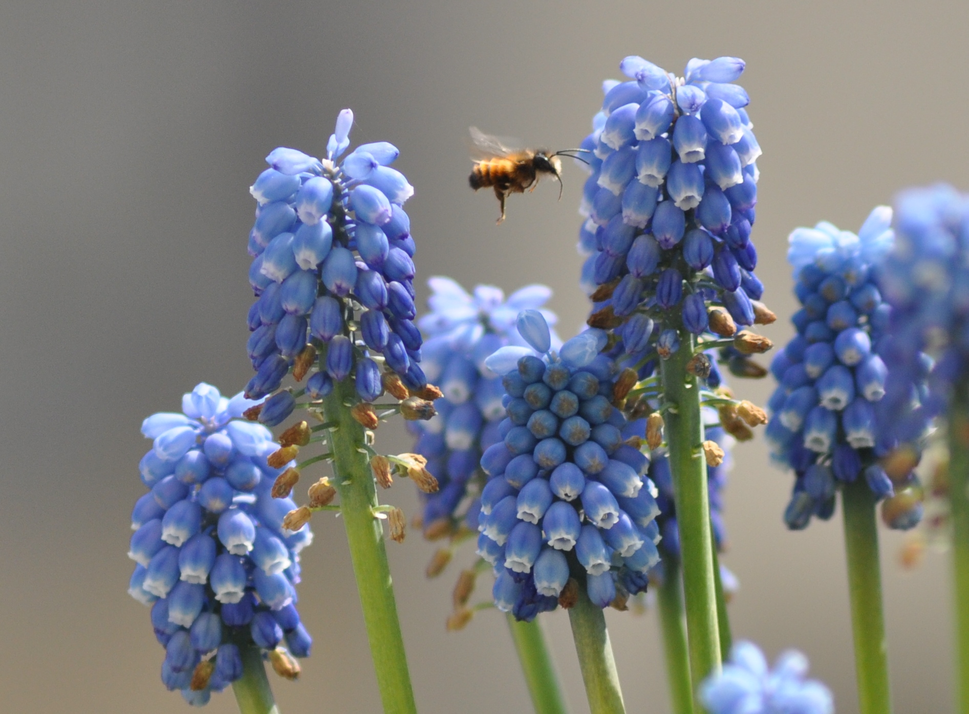 Wildbienenbalkon (Teil 2)