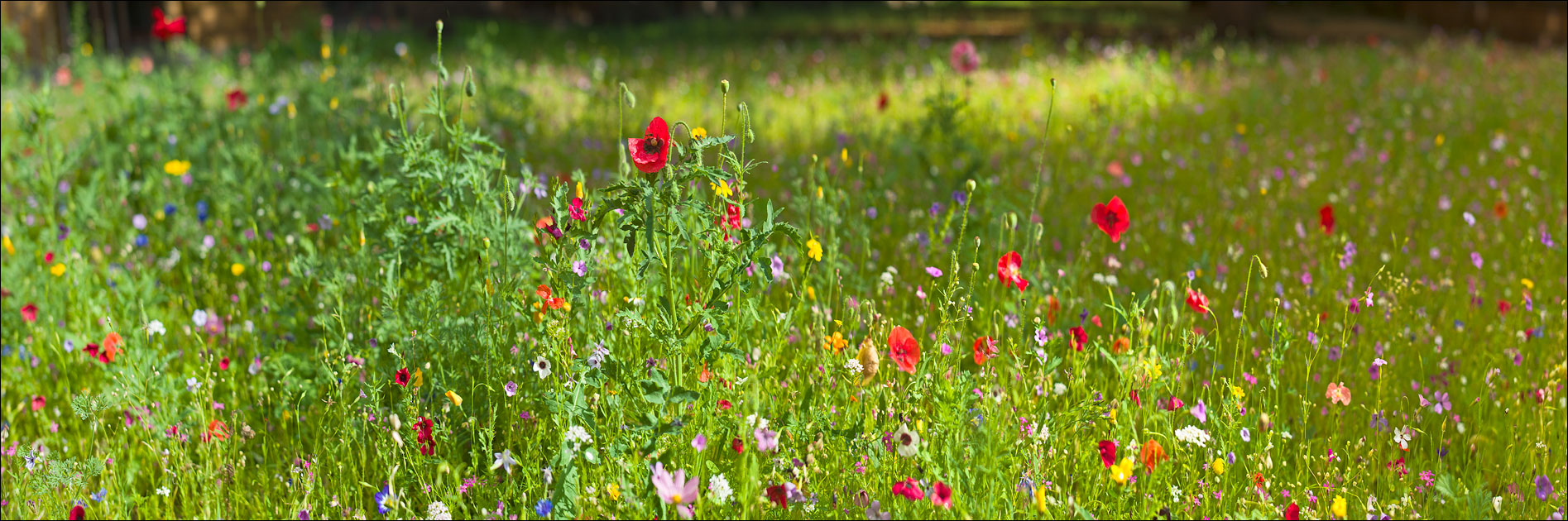 Insektengarten