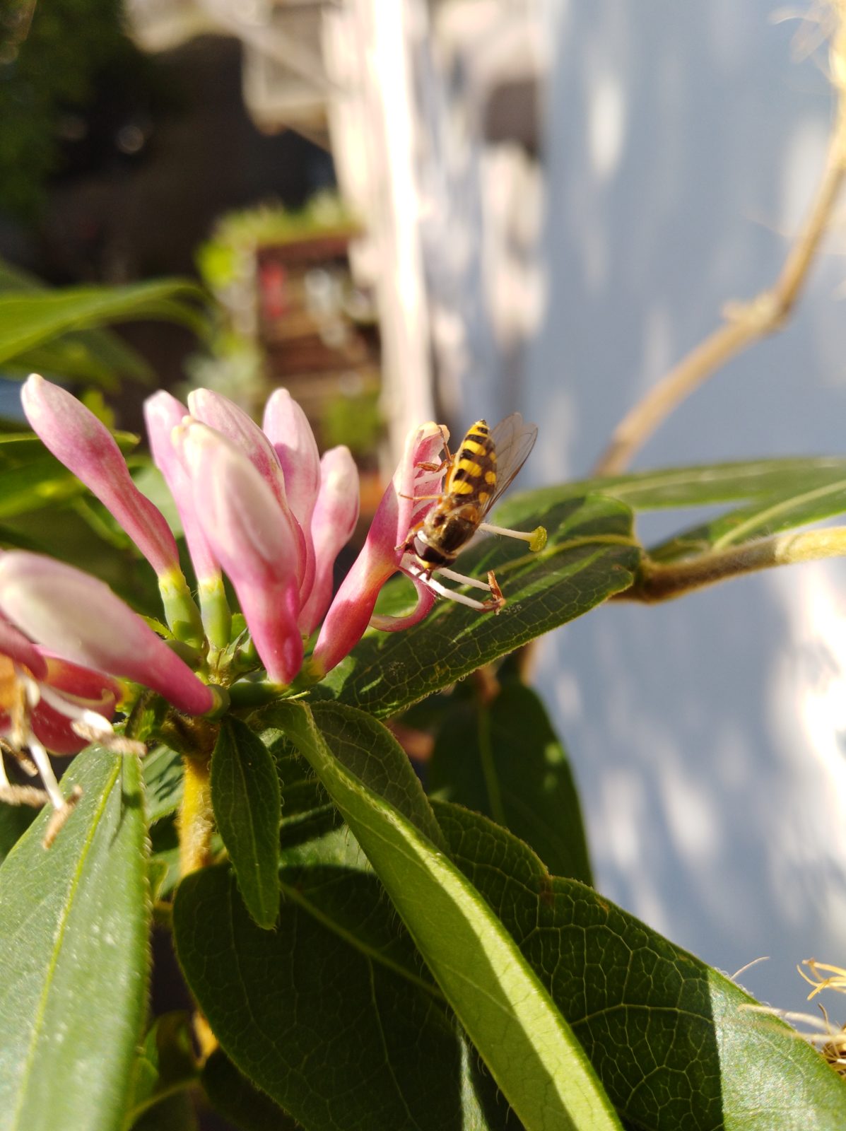 Wildbienenfreundlicher Westbalkon