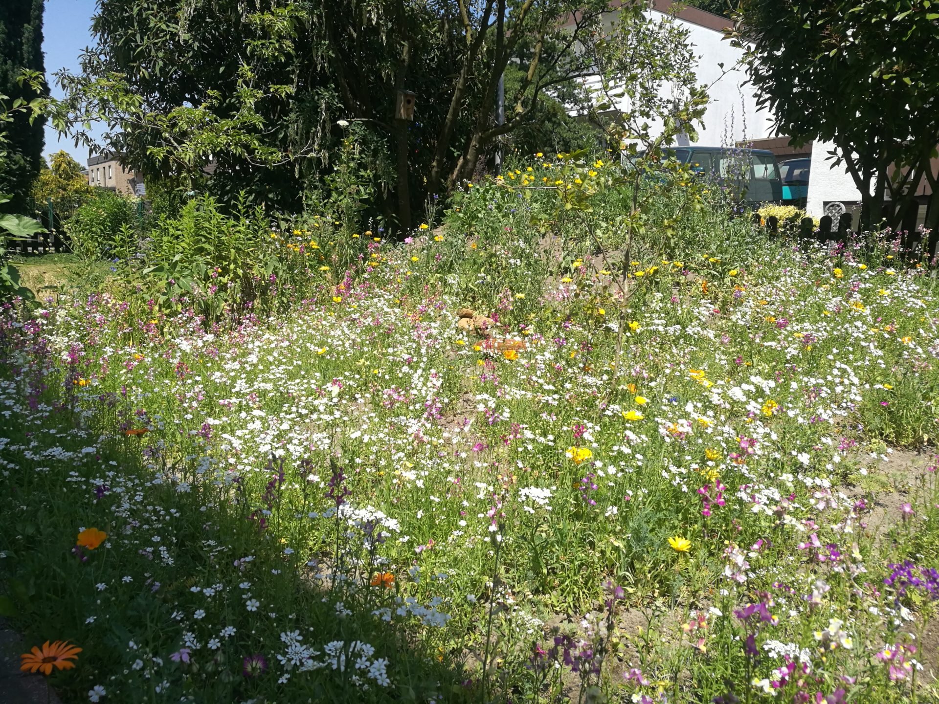 Vom einfarbigen Rasen zur bunten Insektenwiese