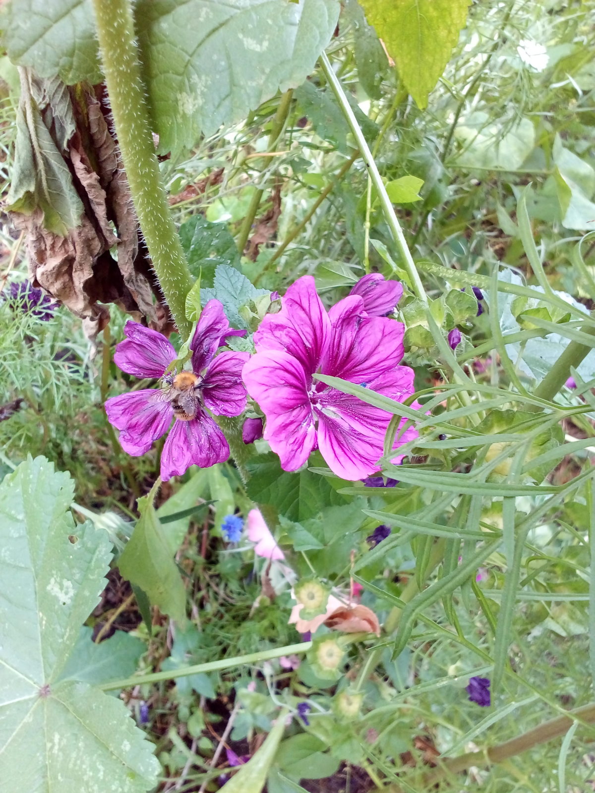 „Kleine Waldkinder-ganz groß“