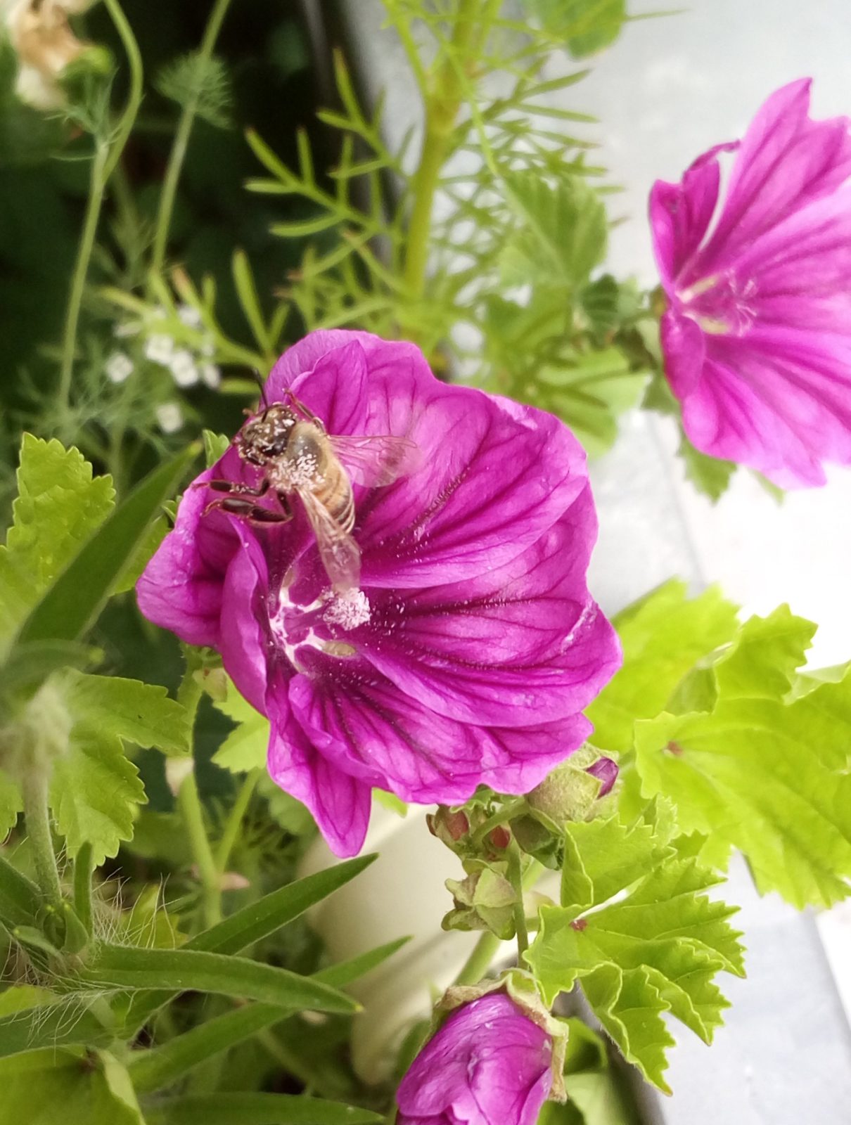 Insektenparadies