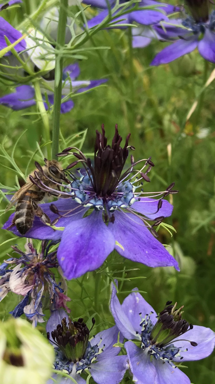 Die Breede summt – Insektenfreundliche Stauden und Saatmischungen