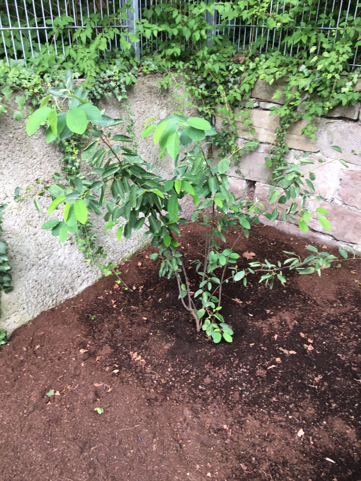 Weiteres Gartenstück im Juni 2019 neu angelegt