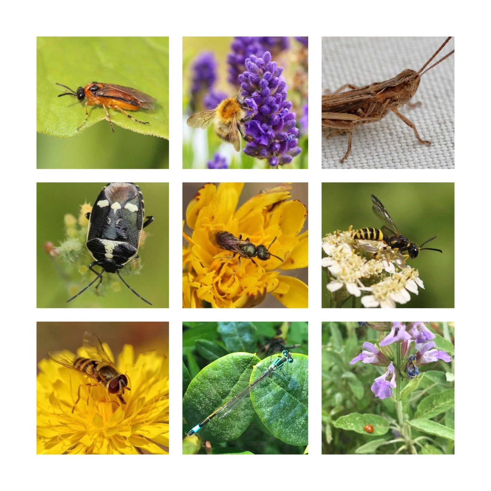 Kleine Oase für Bienen, Schmetterlinge und viele mehr…. Unser Beitrag das ökologische Gleichgewicht und die Artenvielfalt zu erhalten