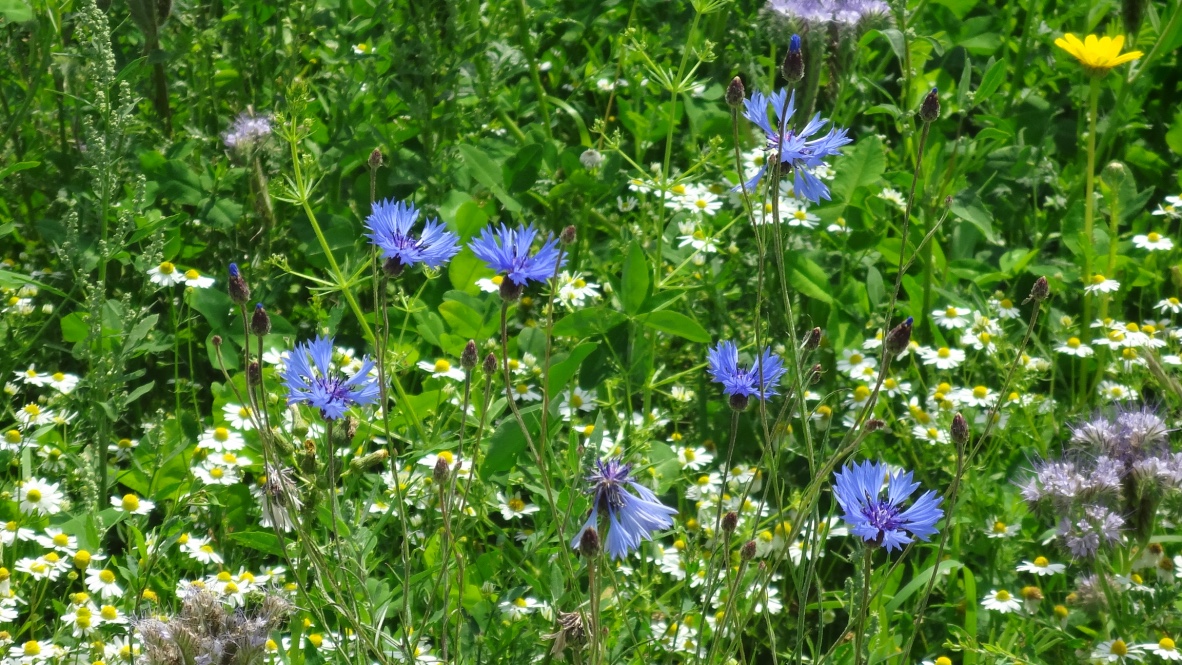 Ackerland in Bienenhand!