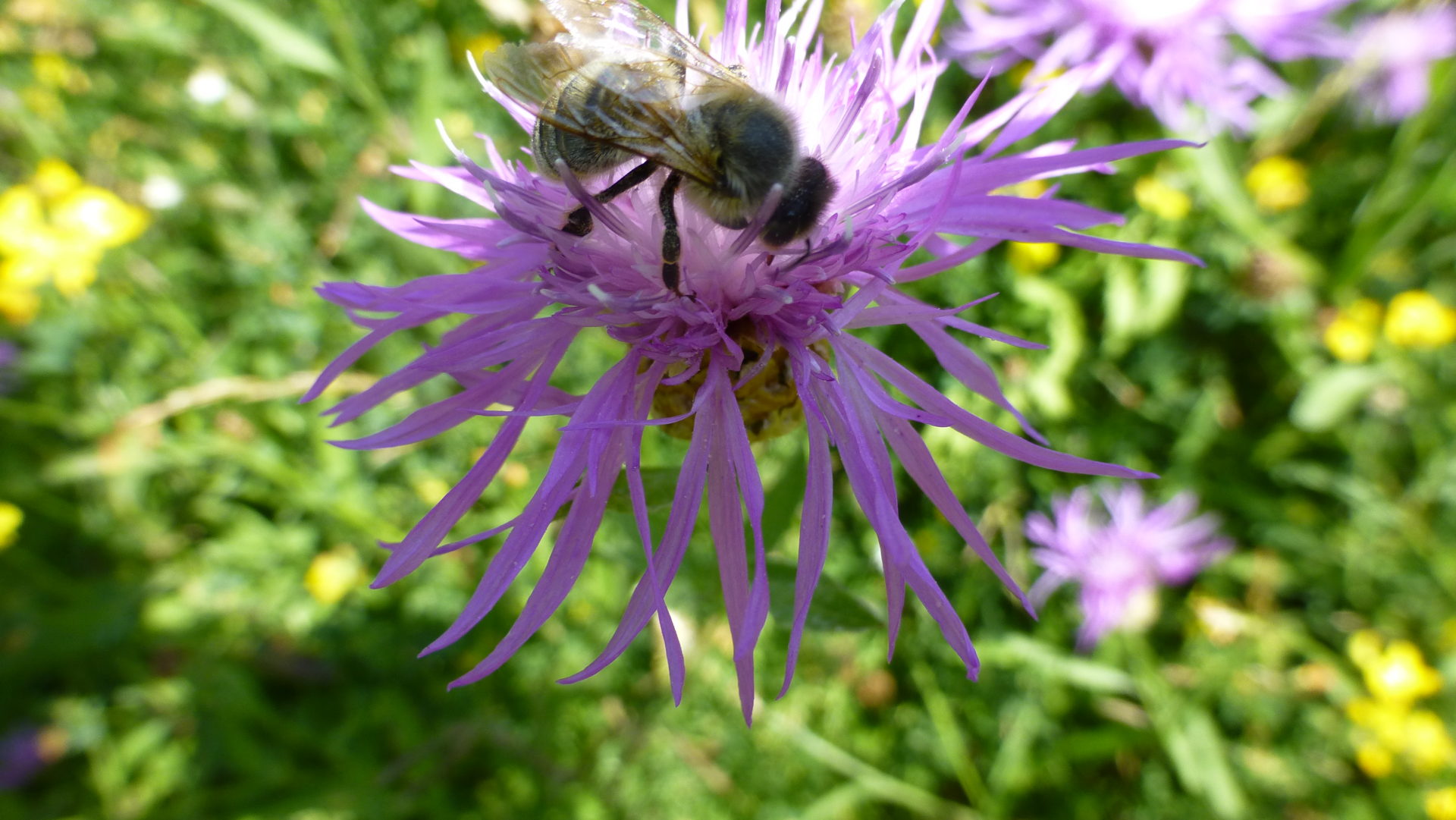 Insekten brauchen Vollpension!